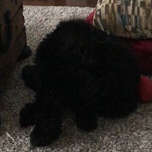 Meet your Posher, Kuleet